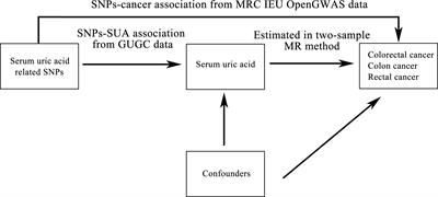 Association between serum uric acid and colorectal cancer risk in European population: a two-sample Mendelian randomization study